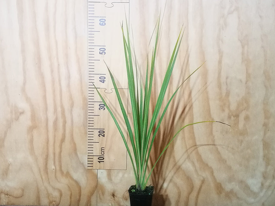 1000x Riparian Combo - $3.49 each