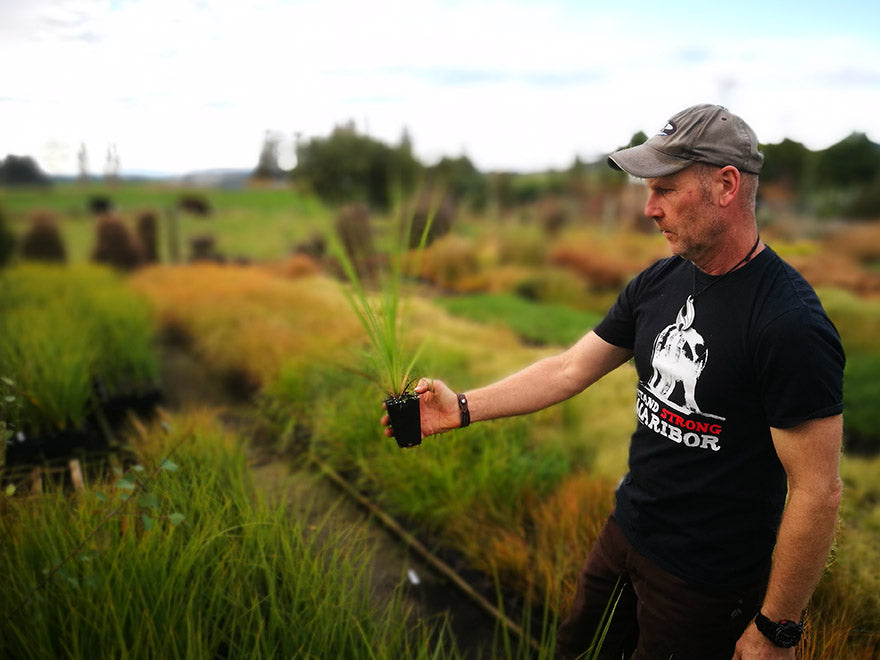 100x Cabbage Trees - $2.99 each
