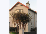 Cordyline Australis Purple