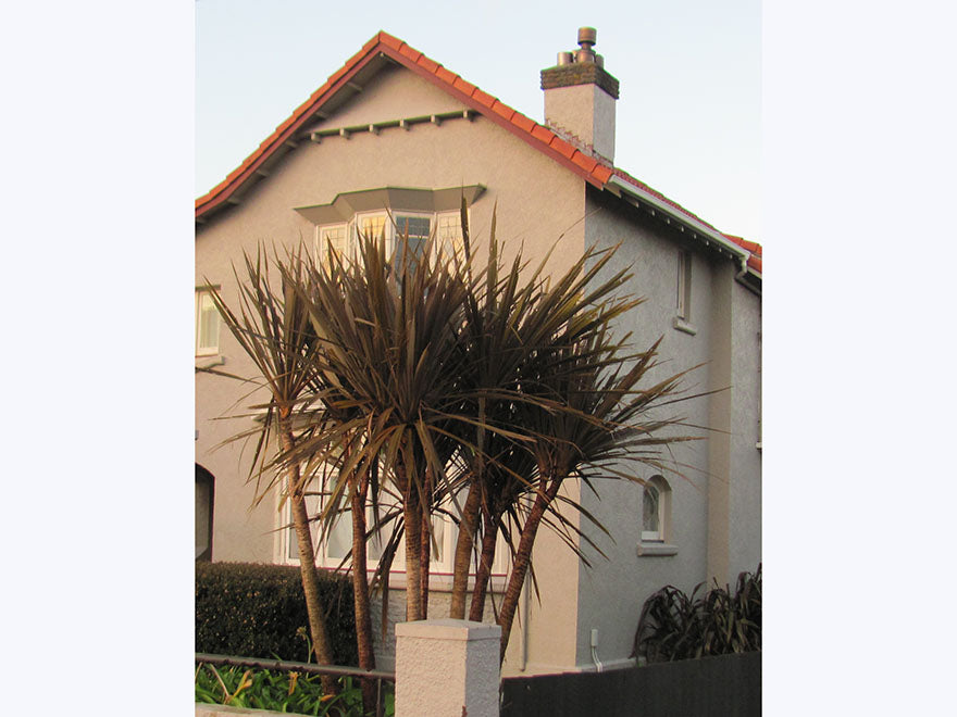 100x Purple Cabbage Tree - $2.99 each