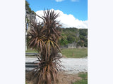 5x Purple Cabbage Tree - $5.99 each