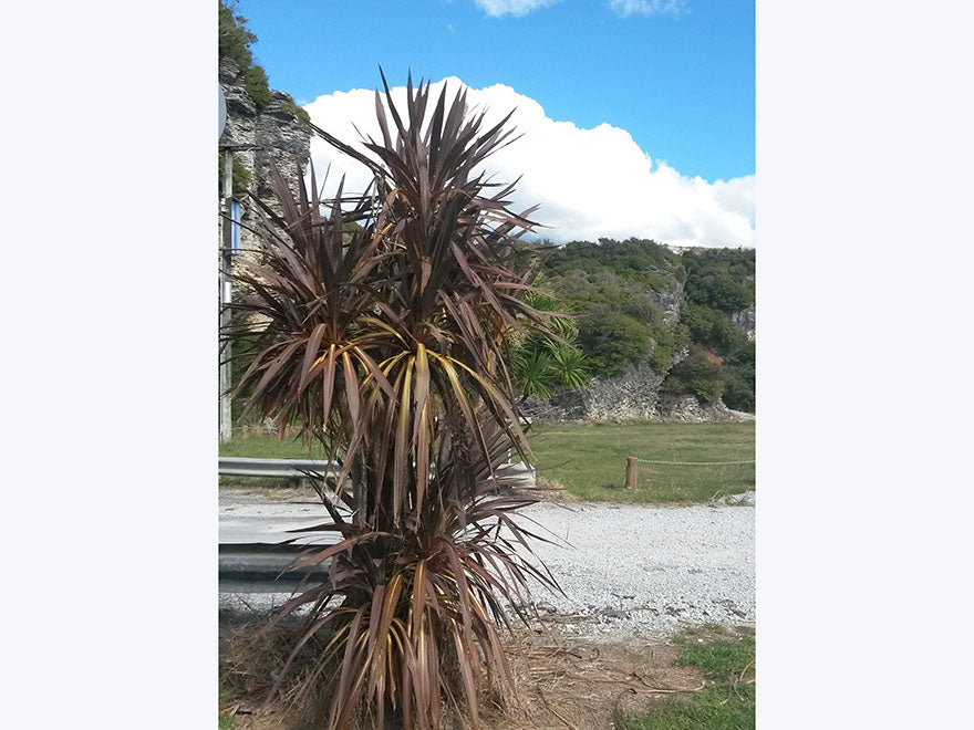 100x Purple Cabbage Tree - $2.99 each