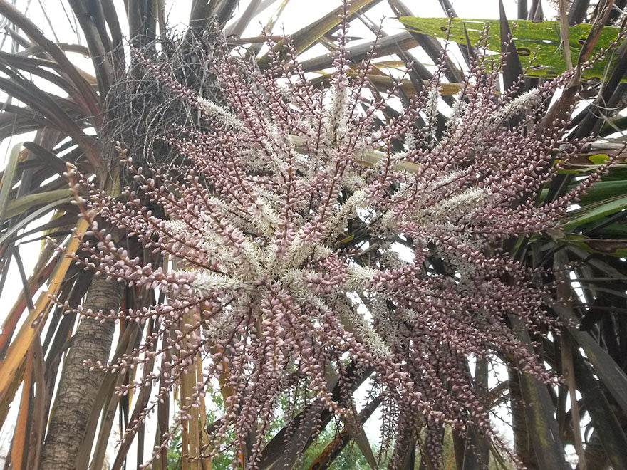 100x Purple Cabbage Tree - $2.99 each