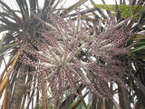 5x Purple Cabbage Tree - $5.99 each