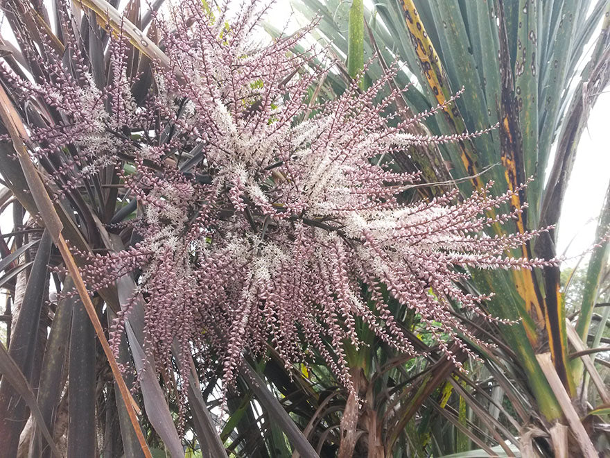 100x Purple Cabbage Tree - $2.99 each