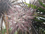 5x Purple Cabbage Tree - $5.99 each