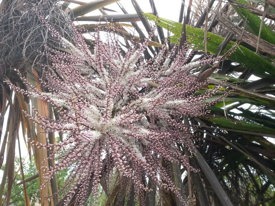 100x Purple Cabbage Tree - $2.99 each