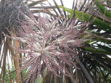 Cordyline Australis Purple