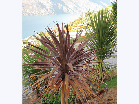 5x Purple Cabbage Tree - $5.99 each