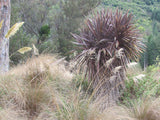 5x Purple Cabbage Tree - $5.99 each