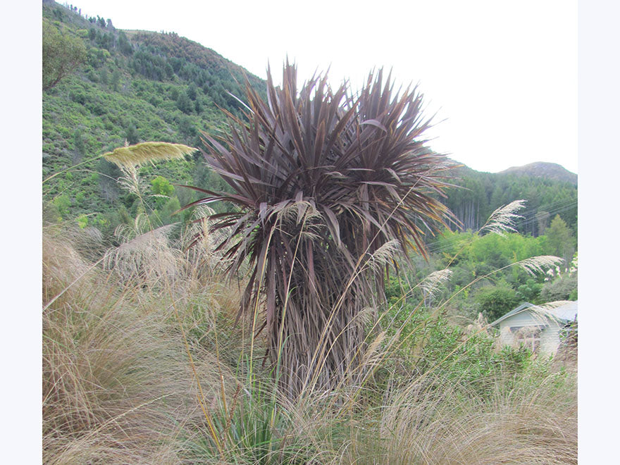 100x Purple Cabbage Tree - $2.99 each