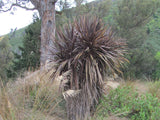 Cordyline Australis Purple