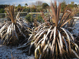 5x Purple Cabbage Tree - $5.99 each