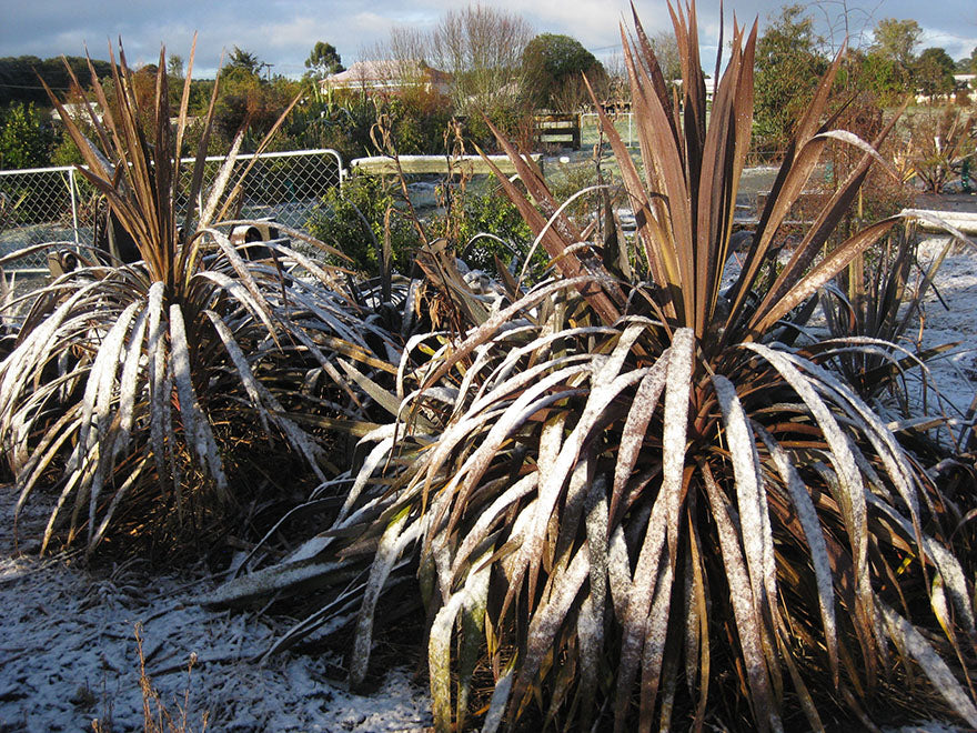 100x Purple Cabbage Tree - $2.99 each