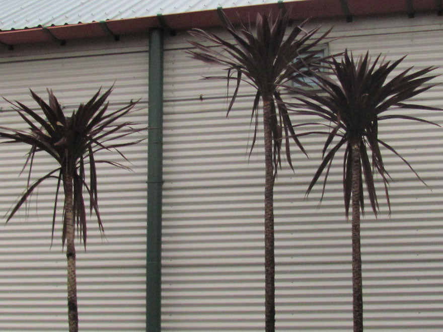 100x Purple Cabbage Tree - $2.99 each