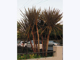 Cordyline Australis Purple