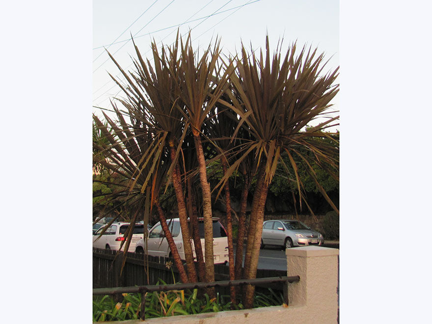 100x Purple Cabbage Tree - $2.99 each
