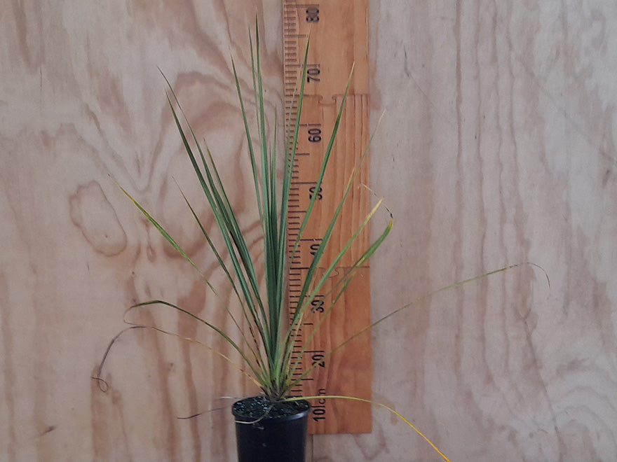 Cabbage Tree - XL Size