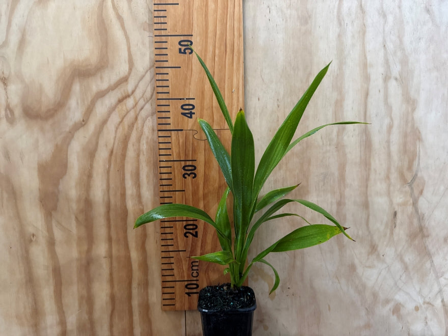 5x Cordyline Broadsword - $15.99 each