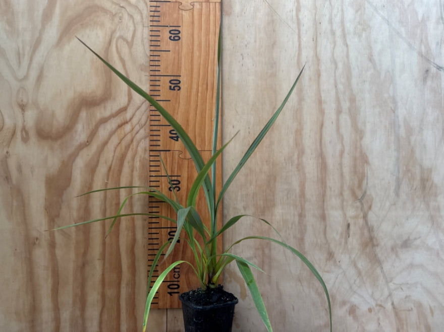Cordyline Indivisa