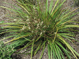 Cordyline Pumilio