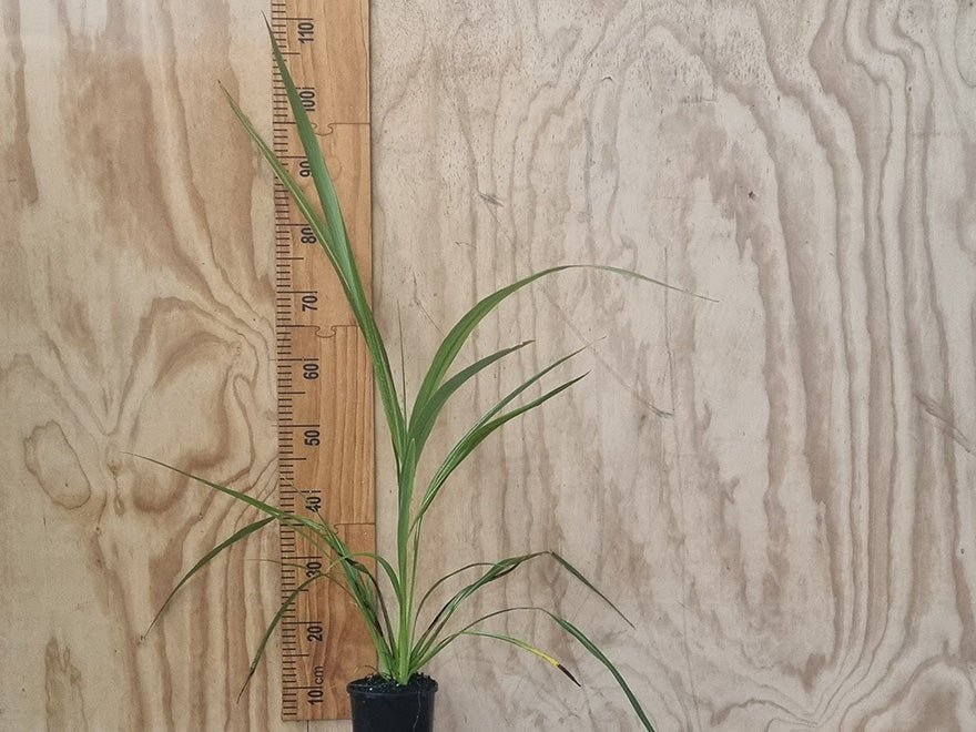 Cordyline Pumilo