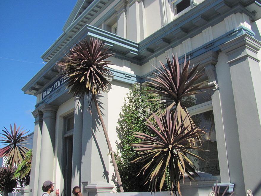 Cordyline Purple Tower