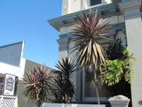 Cordyline Purple Tower
