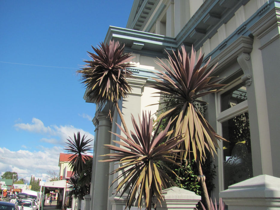 Cordyline Purple Tower