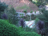 Cordyline Purple Tower