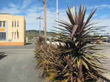 Cordyline Purple Tower