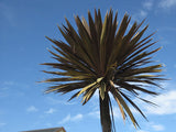 Cordyline Purple Tower