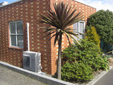 Cordyline Purple Tower