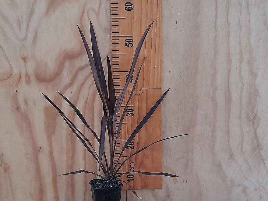 Cordyline Purple Tower
