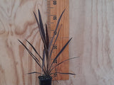 Cordyline Purple Tower