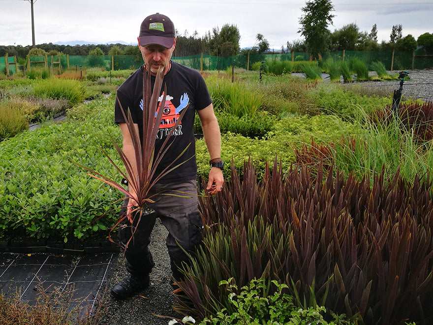 Cordyline Purple Tower