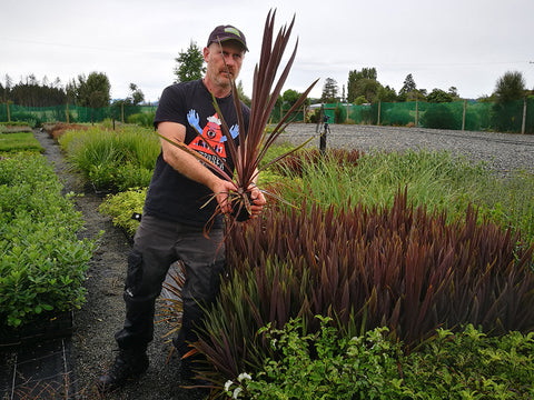 5x Purple Tower Cabbage Tree - large size - $12.99 each