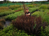 Cordyline Purple Tower