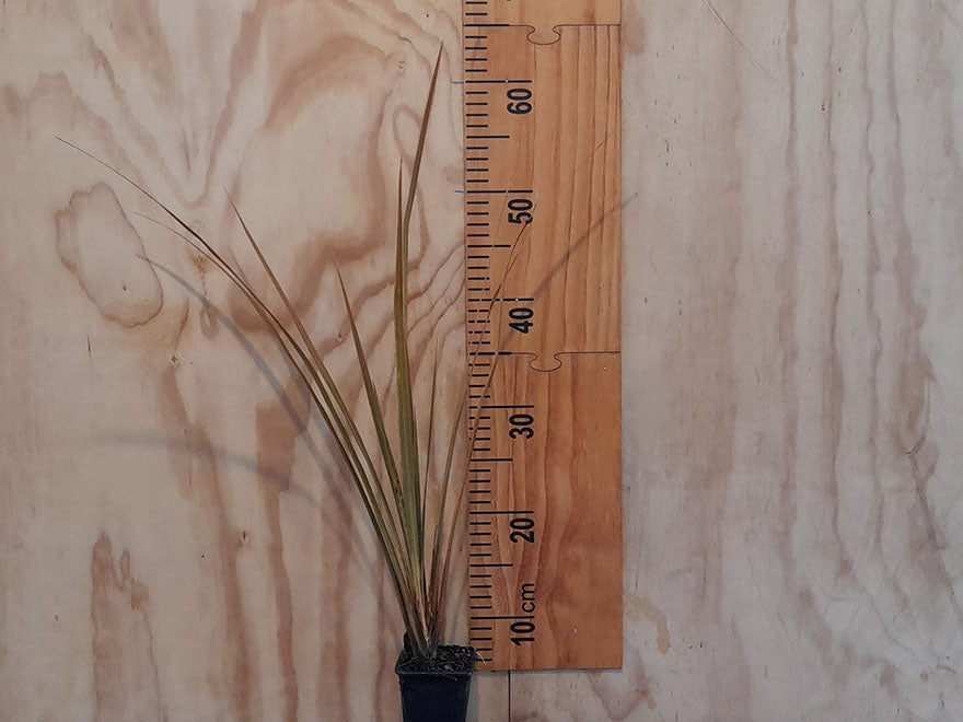 100x Purple Cabbage Tree - $2.99 each