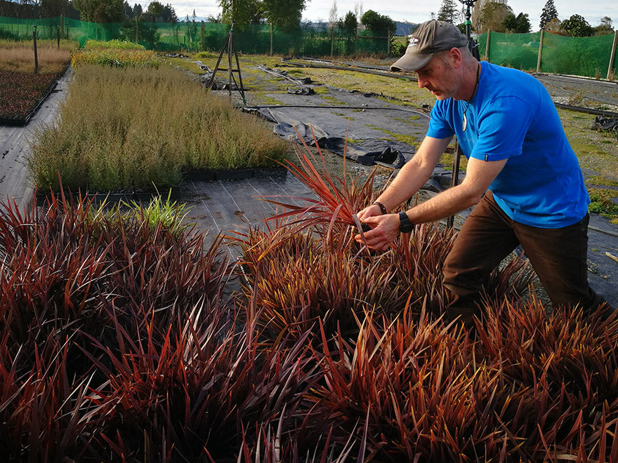 5x Cordyline Red Star - $13.99 each