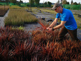 5x Cordyline Red Star - $13.99 each
