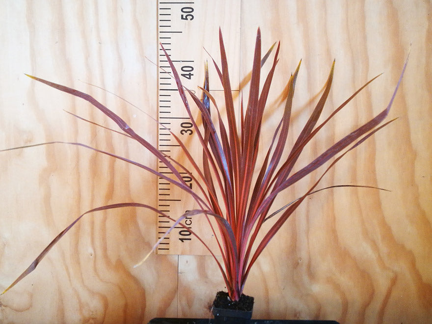 red star spike plant indoor 5x Cordyline Red Star