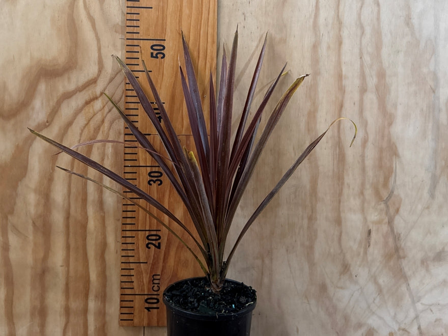 3x Red Star Cabbage Tree - $15.99 each