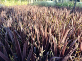 25x Cordyline Red Star - $12.99 each