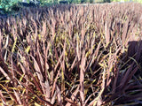 25x Cordyline Red Star - $12.99 each