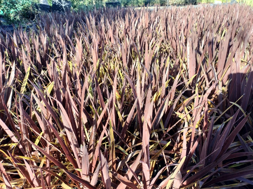 5x Cordyline Red Star - $13.99 each