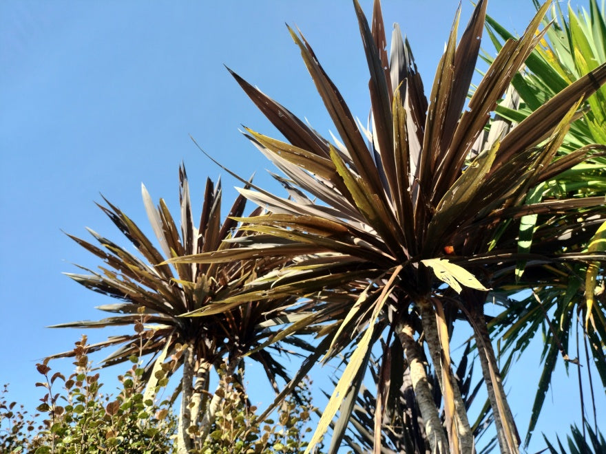 5x Cordyline Red Star - $13.99 each
