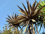 25x Cordyline Red Star - $12.99 each