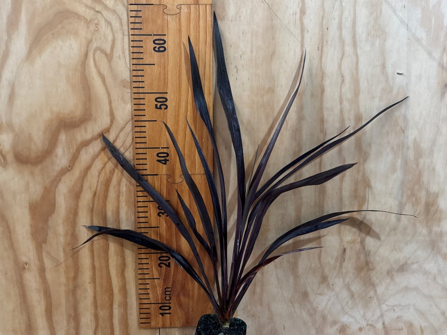 Cordyline Renegade