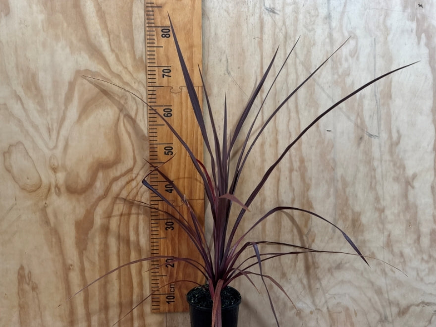 Cordyline Tasman Grass